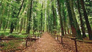 Foresta Umbra