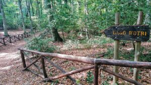 Cosa fare in foresta umbra